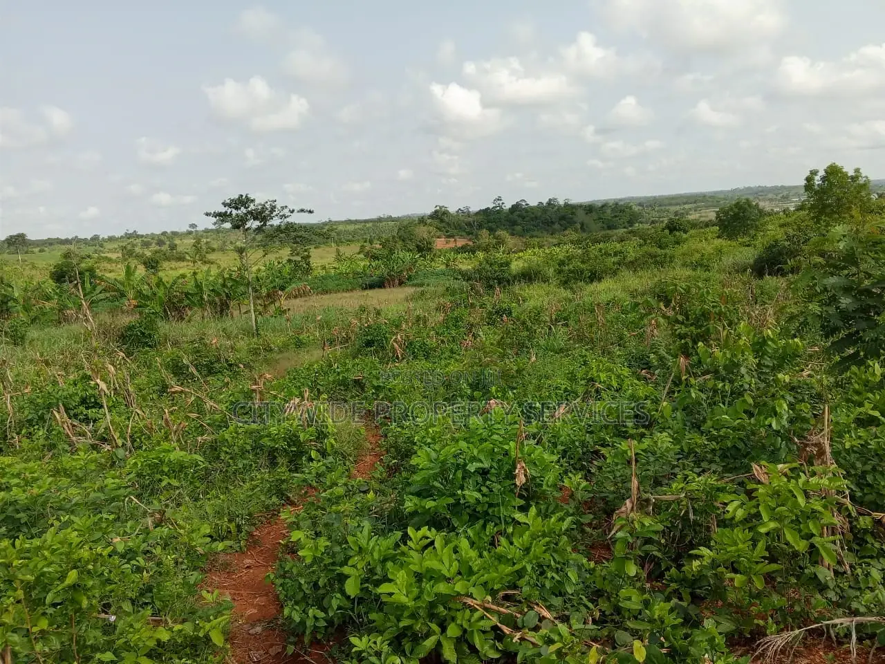 Farmlands For Sale At Winneba Simibrofo