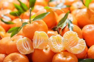 Mandarin Plant Seedling