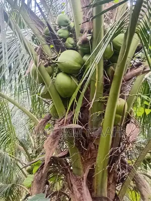 Goldcoast Coconut Seedlings