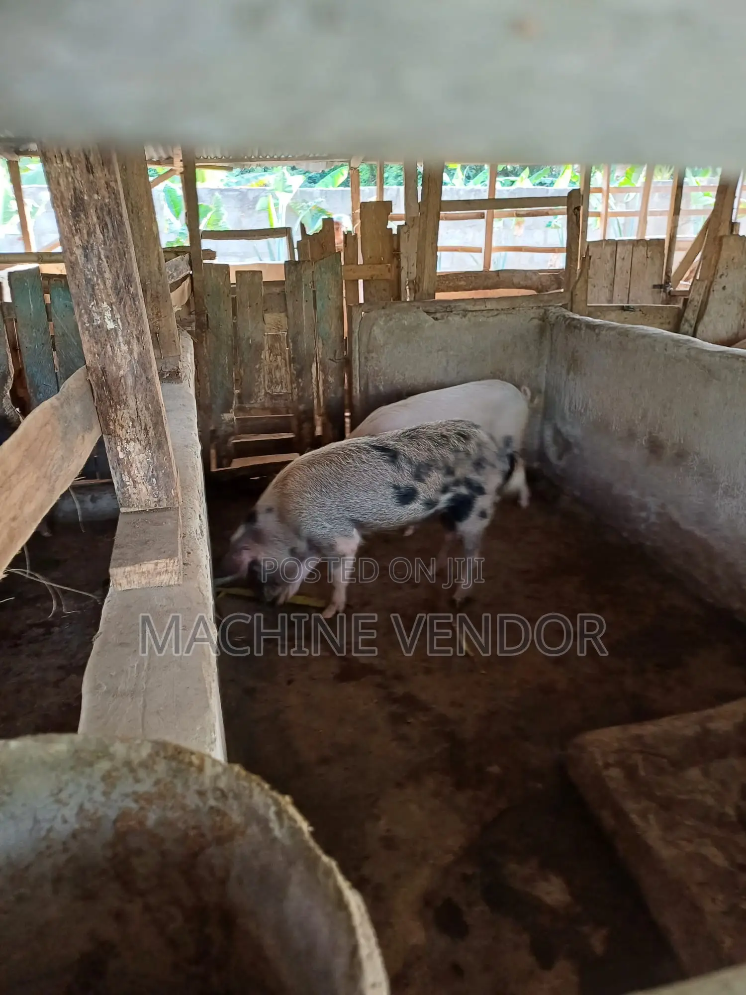 Pigs for Sale