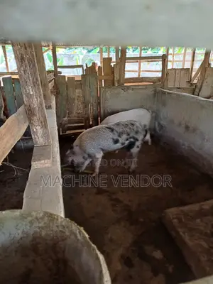 Pigs for Sale