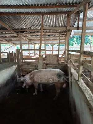 Pigs for Sale