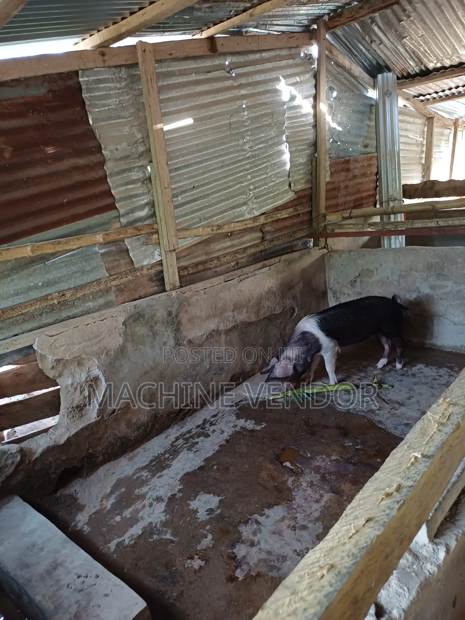 Pigs for Sale