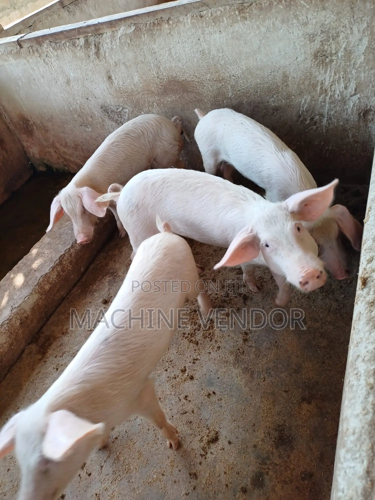 Pigs for Sale