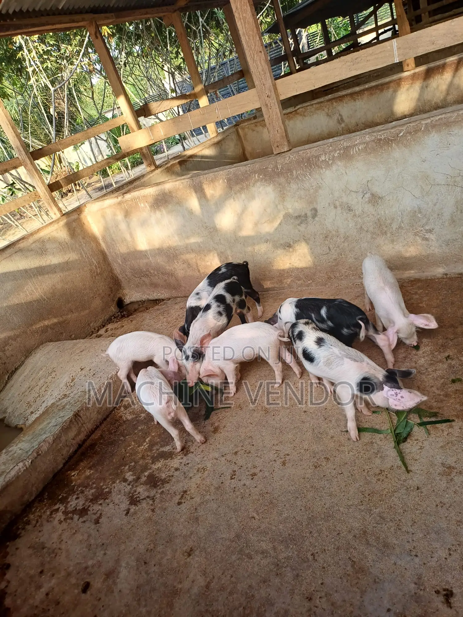 Pigs for Sale