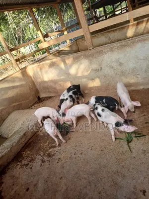 Pigs for Sale
