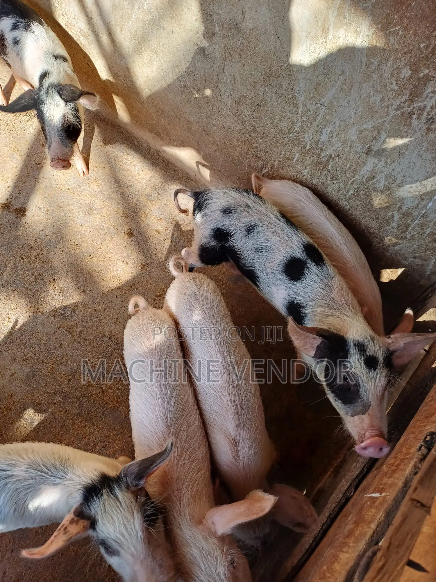 Pigs for Sale