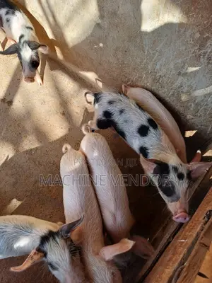 Pigs for Sale