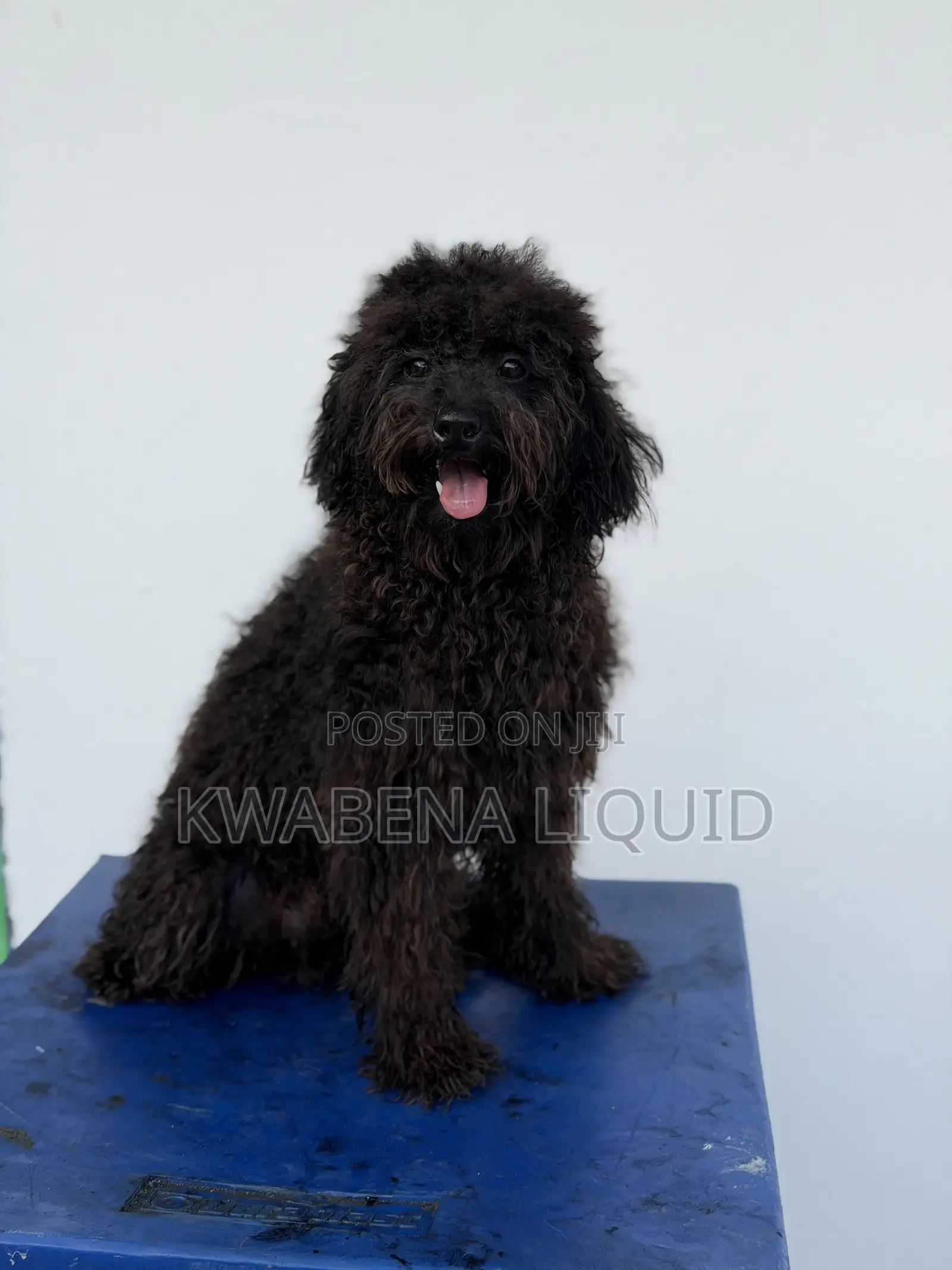 1+ year Male Purebred Poodle