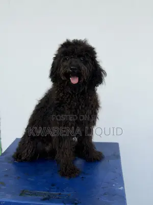 1+ year Male Purebred Poodle