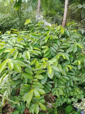 Soursop For Sale