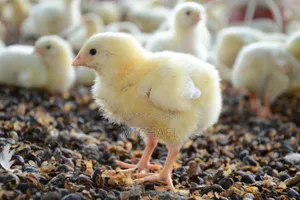 Day-Old Chicks (Doc) Available – Strong Vaccinated