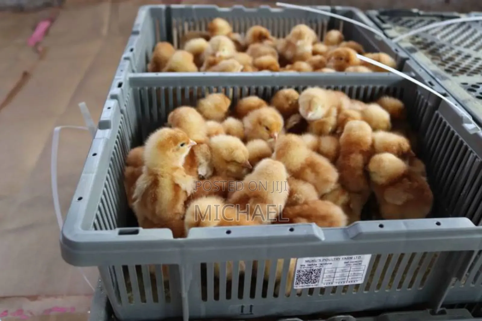 Day-Old Chicks (Doc) Available – Strong Vaccinated