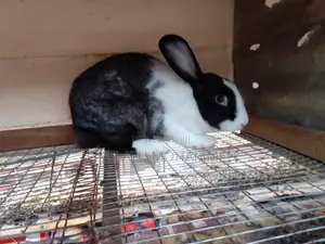 Nana Mohammed's Rabbit
