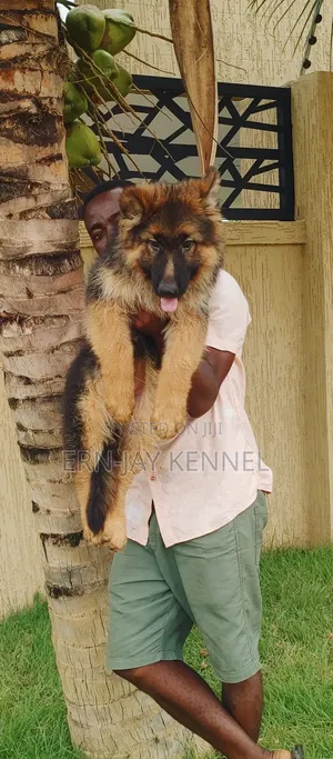 3-6 months Male Purebred German Shepherd