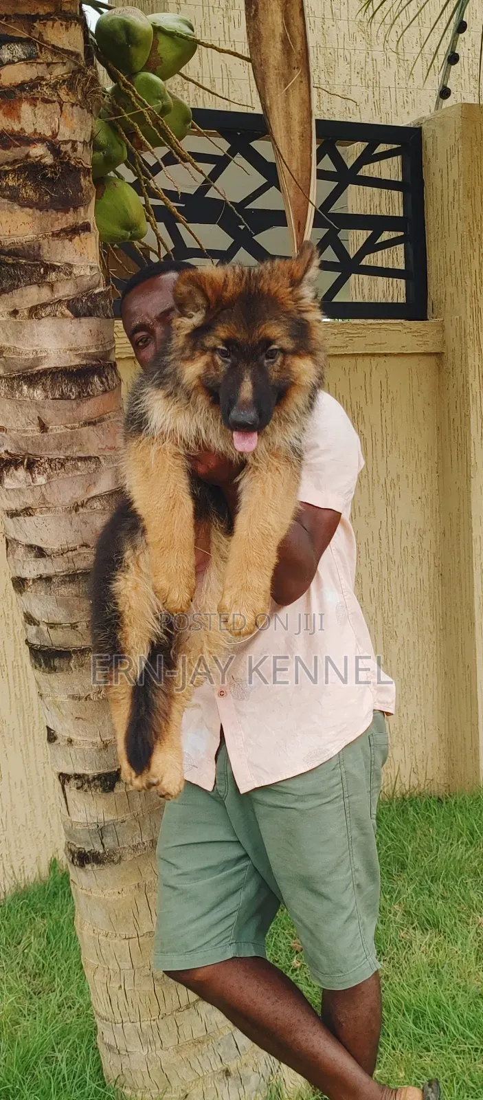 3-6 months Male Purebred German Shepherd