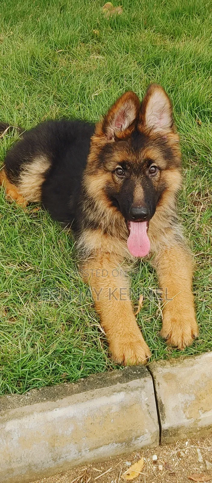 3-6 months Male Purebred German Shepherd
