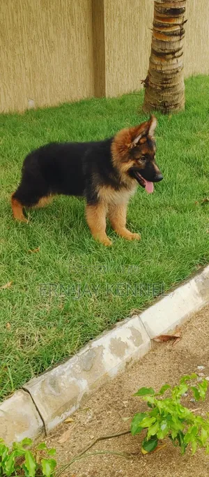 3-6 months Male Purebred German Shepherd