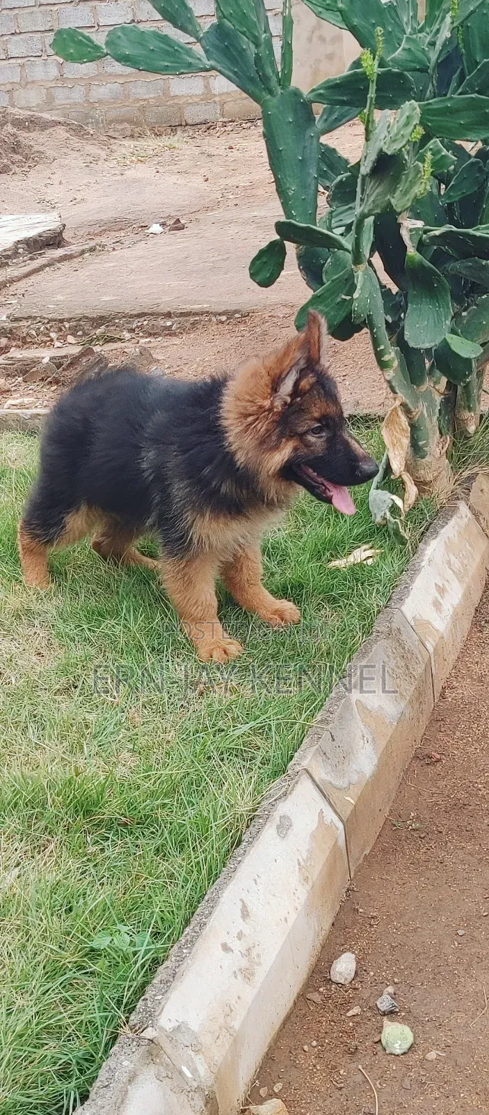 3-6 months Male Purebred German Shepherd