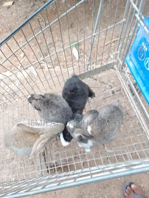 Rabbit Farm