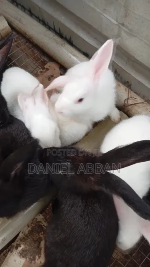 Colony Of Five Rabbits For Sale