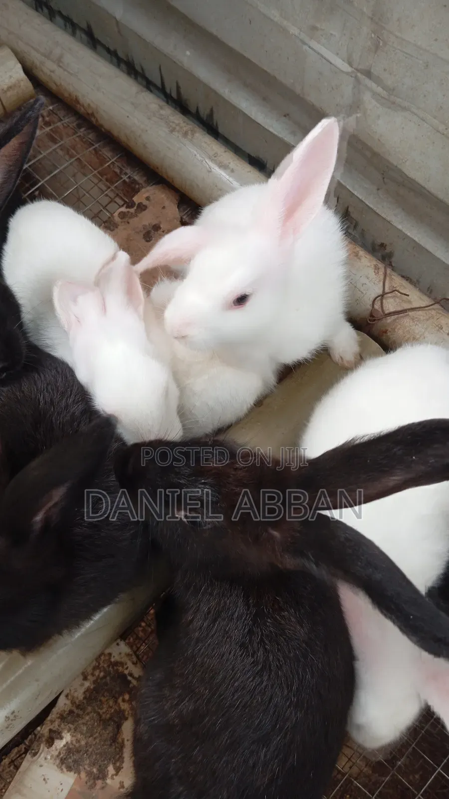 Colony Of Five Rabbits For Sale