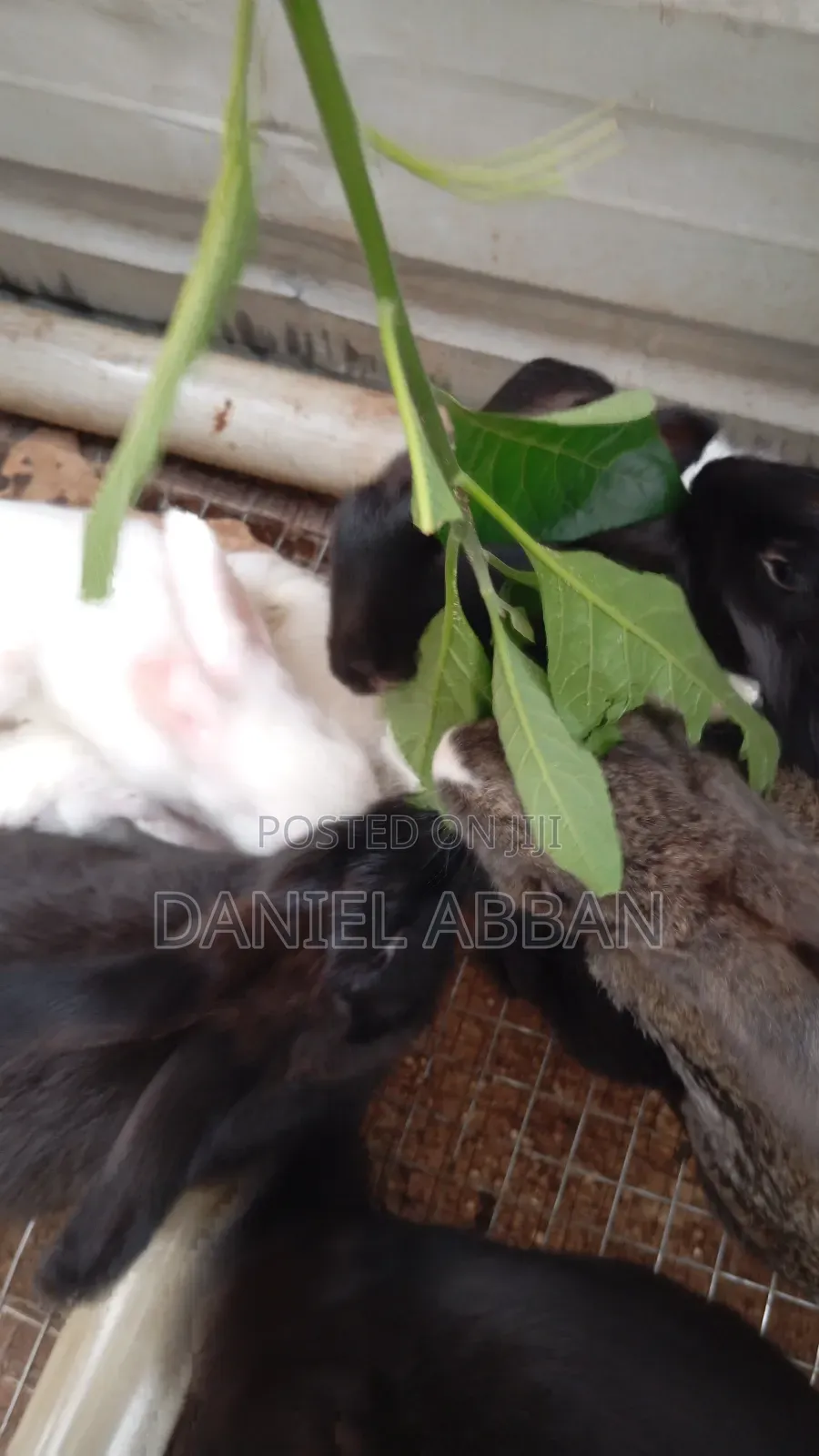 Colony Of Five Rabbits For Sale