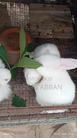 Colony Of Five Rabbits For Sale