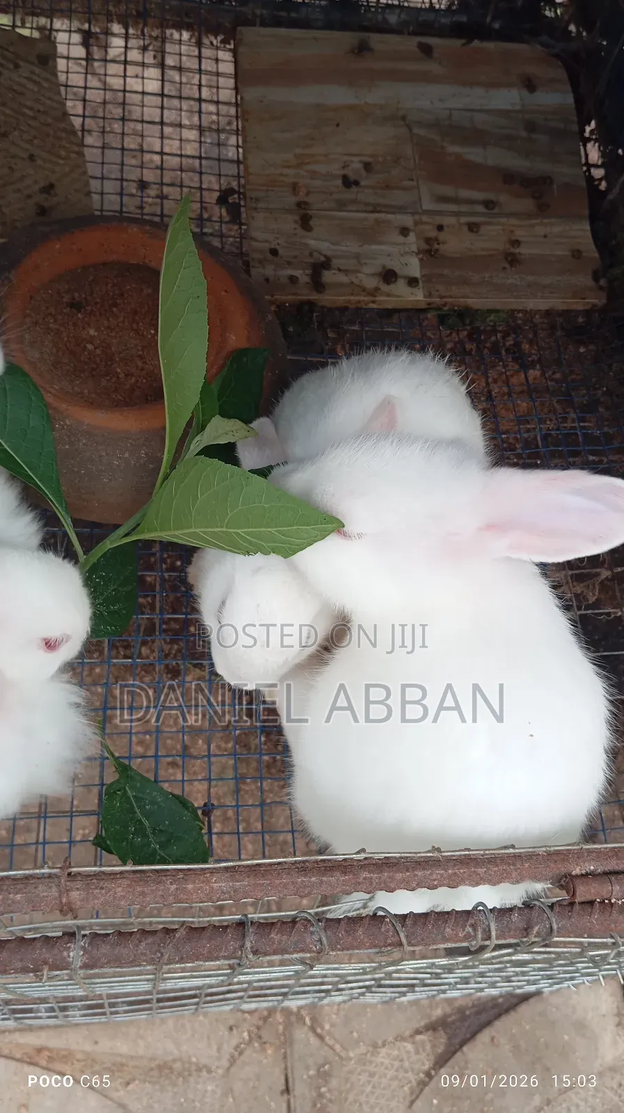 Colony Of Five Rabbits For Sale