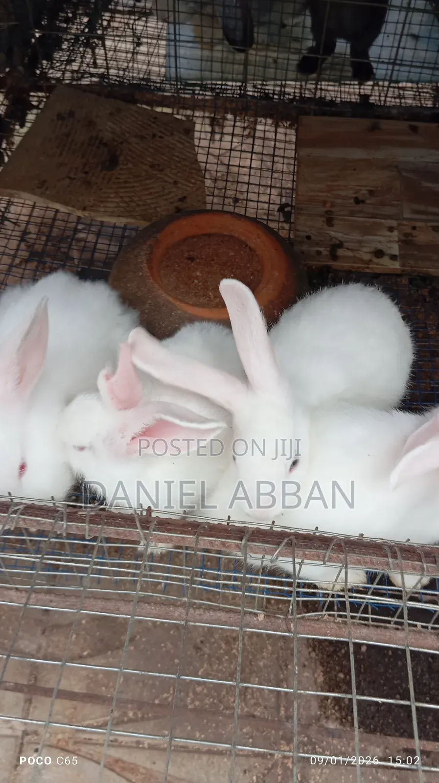 Colony Of Five Rabbits For Sale
