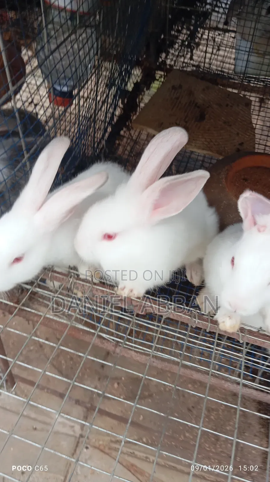Colony Of Five Rabbits For Sale