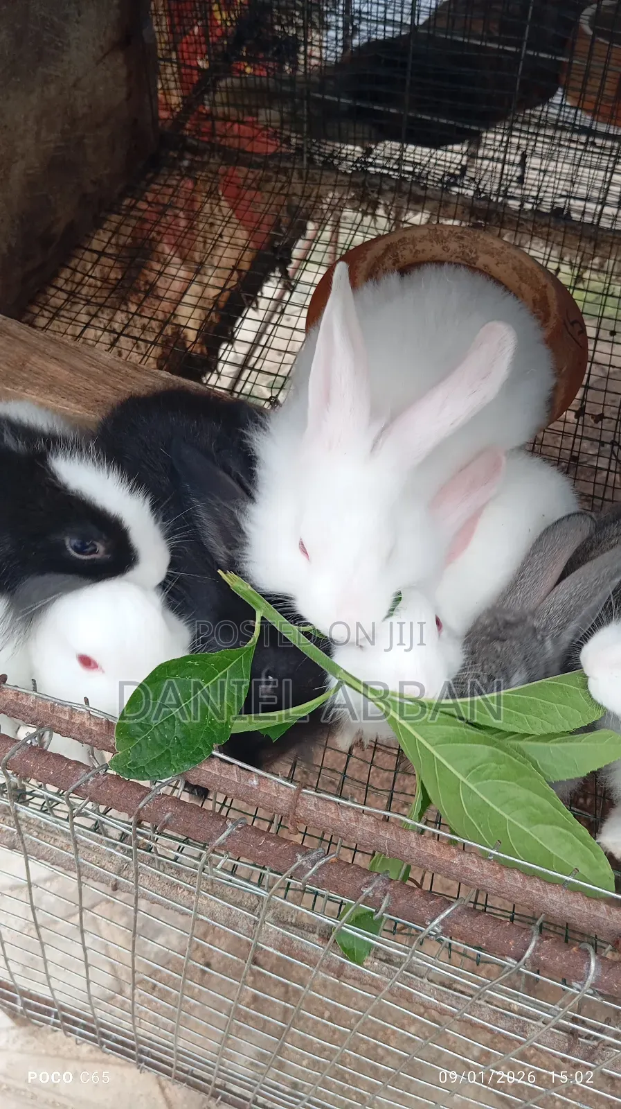 Colony Of Five Rabbits For Sale