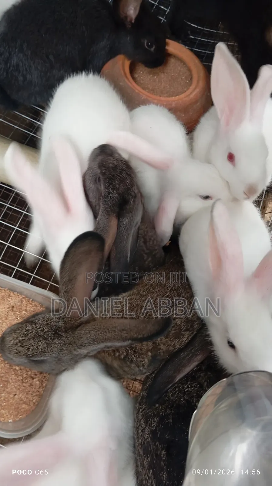 Colony Of Five Rabbits For Sale
