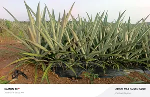 Pineapple Suckers