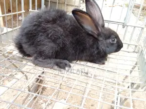 Nana Mohammeds Rabbit