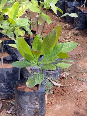 Cashew Tree Seedlings