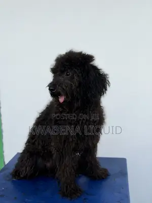 Purebred Black Poodle for Stud/Crossing,