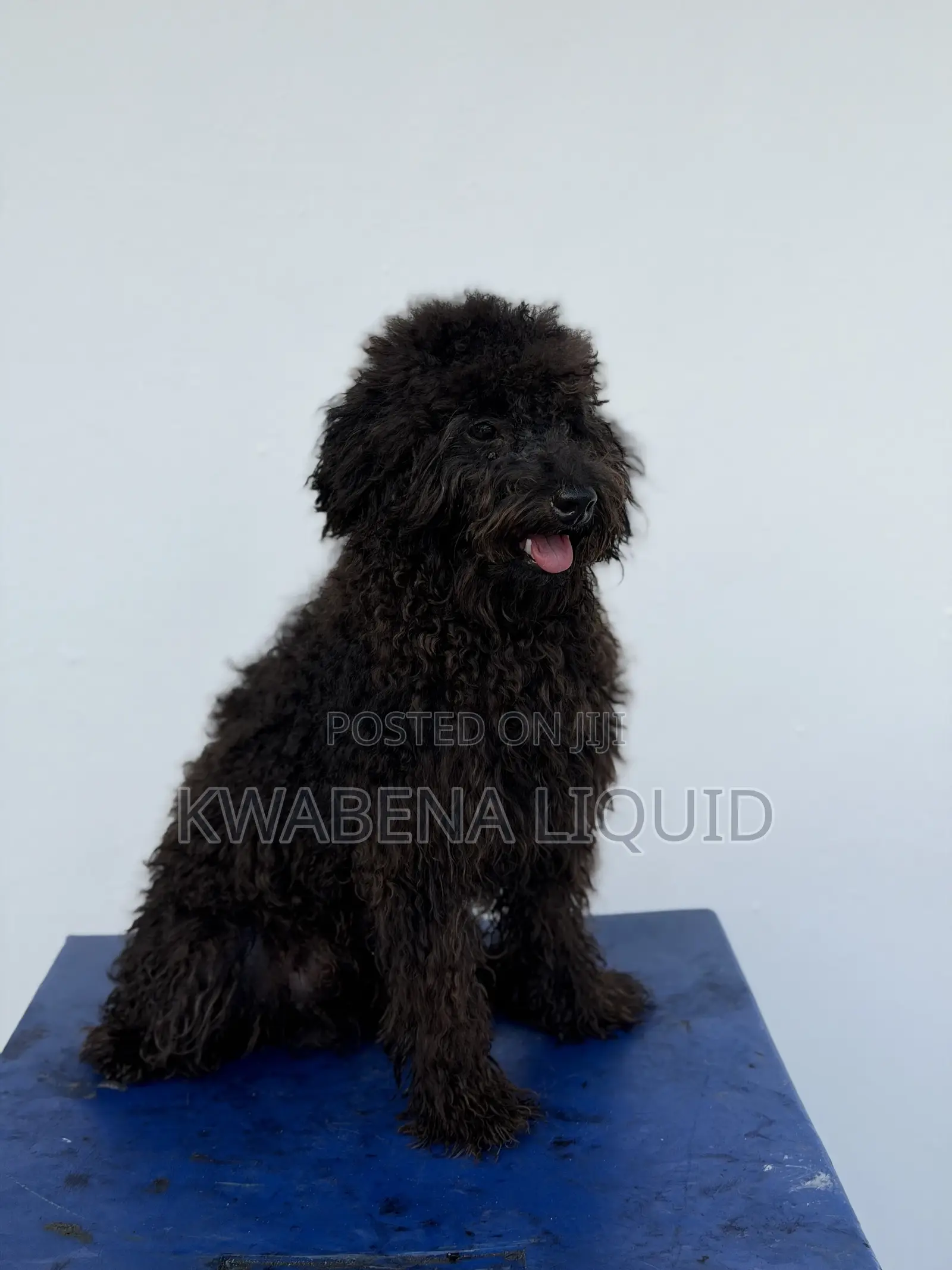 Purebred Black Poodle for Stud/Crossing,