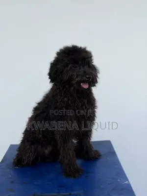Purebred Black Poodle for Stud/Crossing,