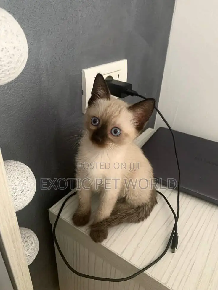 1-3 months Female Purebred Siamese