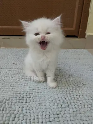 1-3 months Female Purebred Persian