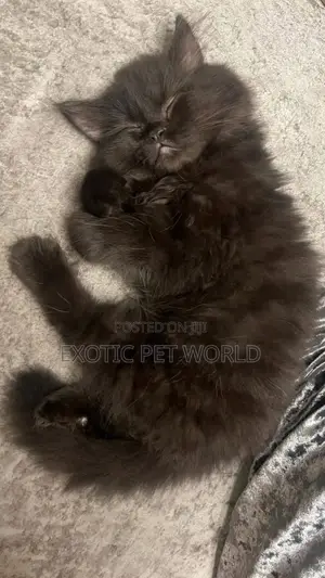 1-3 months Male Purebred Persian