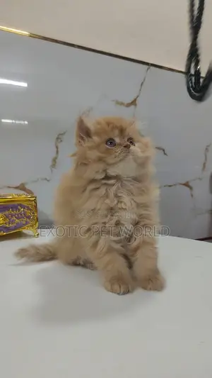 1-3 months Female Purebred Persian