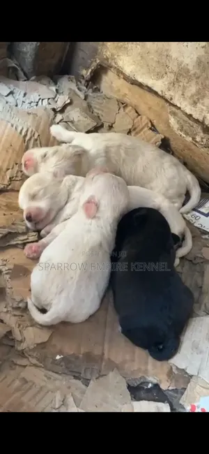 1-3 months Male Purebred Maltipoo