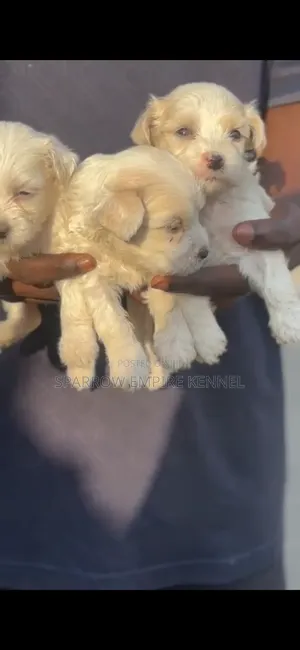 1-3 months Male Purebred Maltipoo