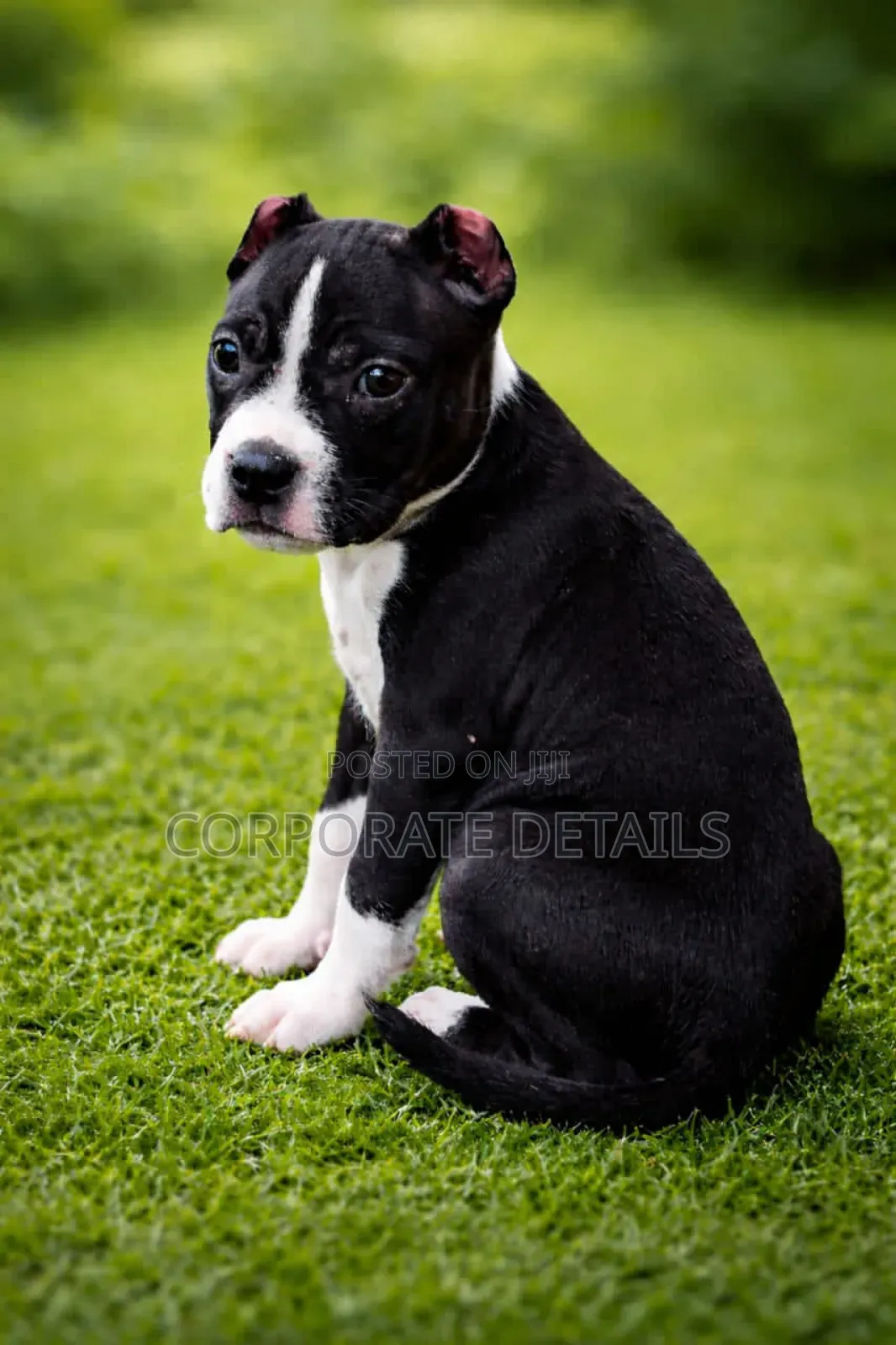 1-3 months Male Purebred American Pit Bull Terrier
