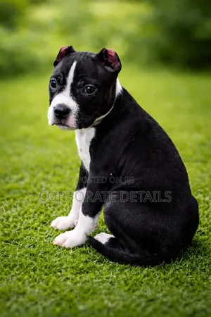 1-3 months Male Purebred American Pit Bull Terrier