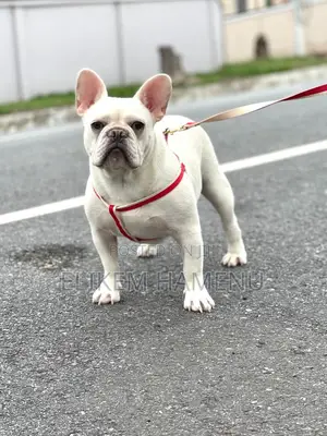 1+ year Male Purebred French Bulldog