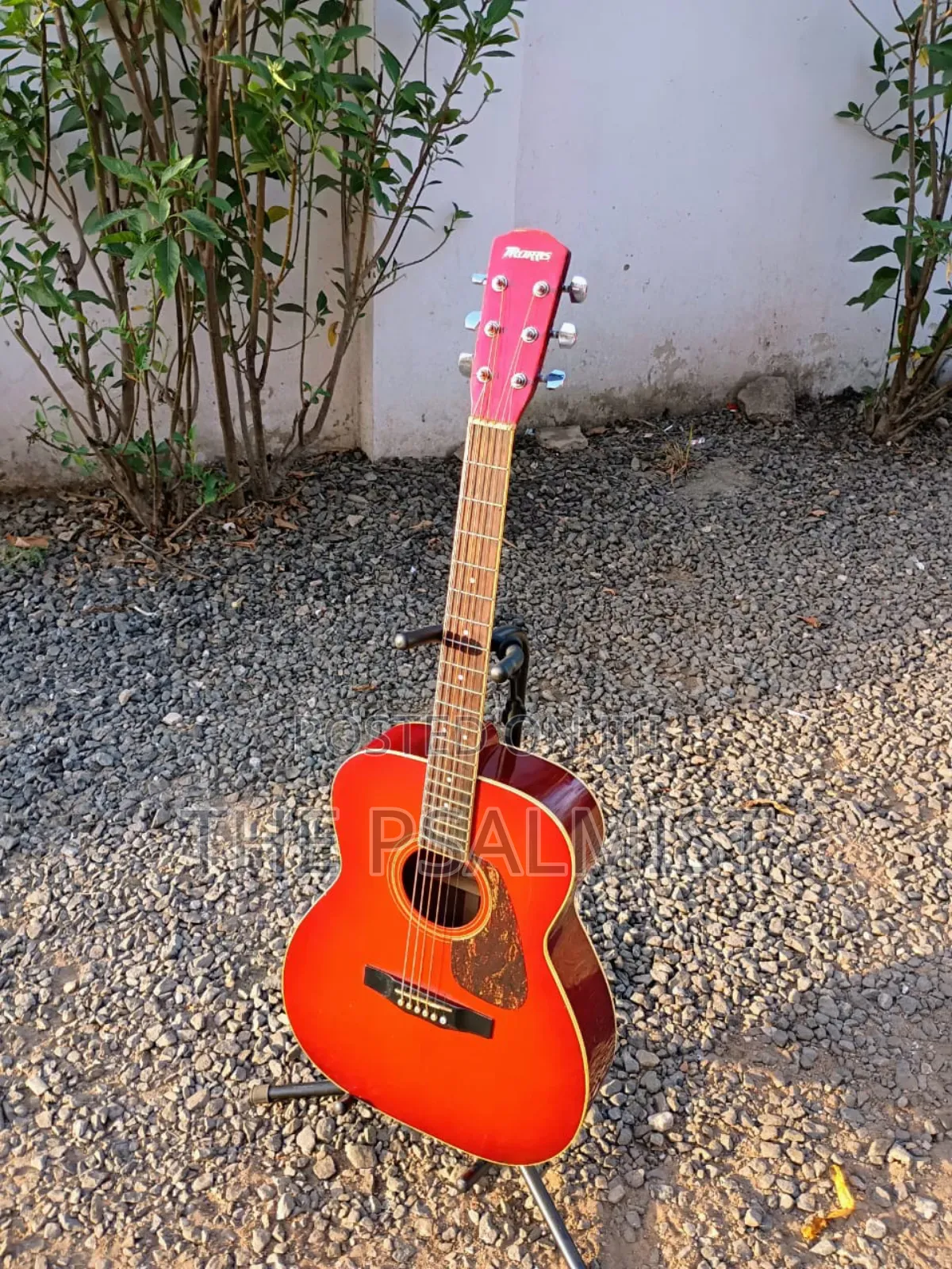 Morris F- 02rs Acoustic Guitar