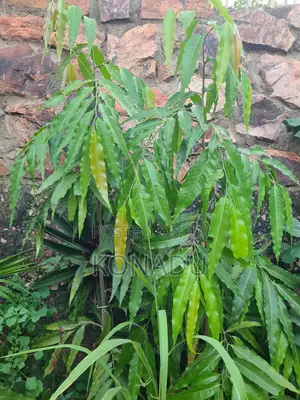 Indian Mast Tree Seedling (Juvenile Tree)